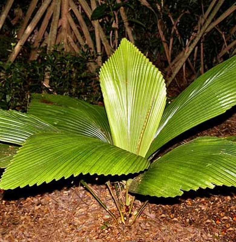 Endemic Indonesian palm species